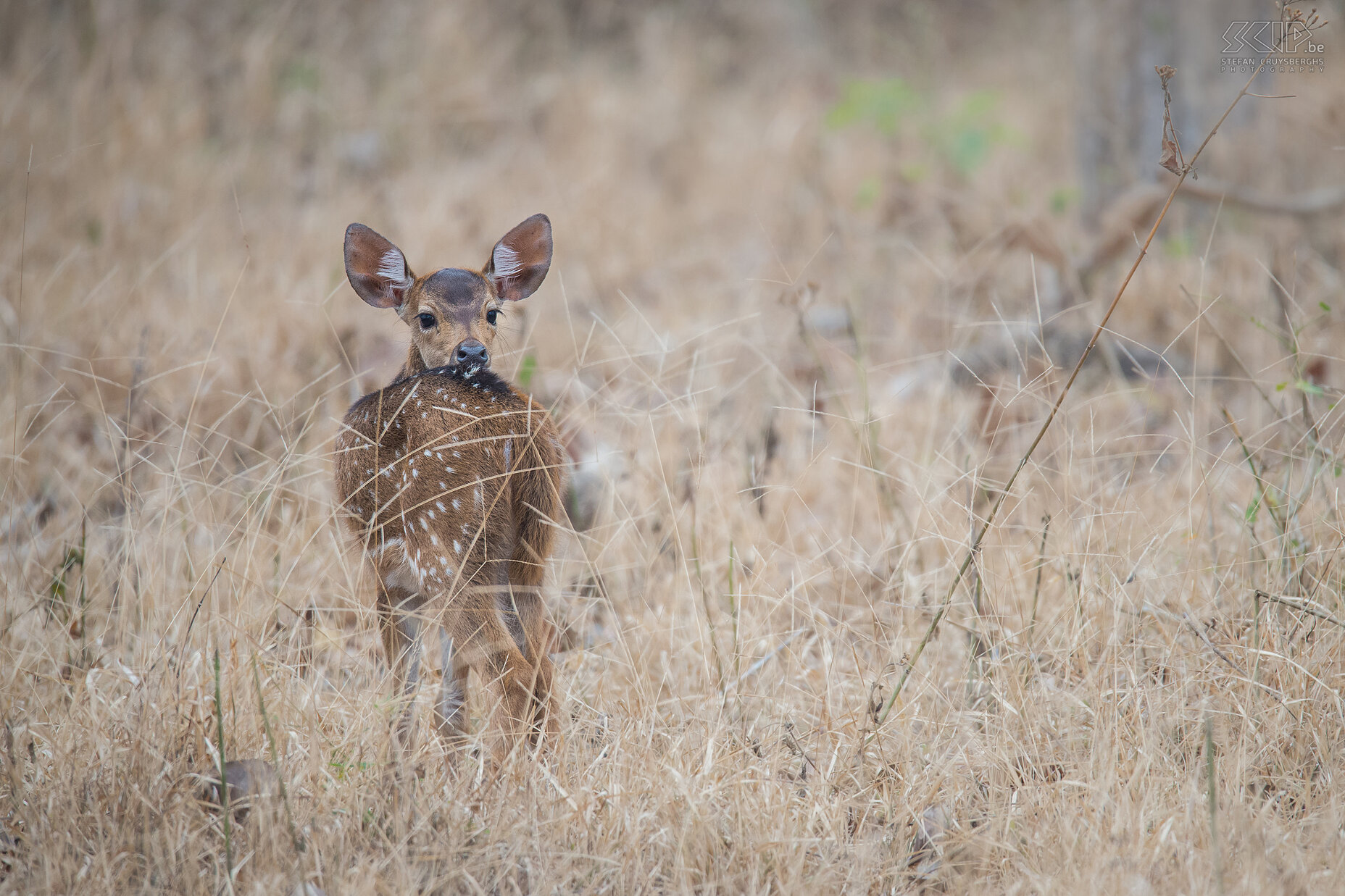 Kabini - Jong axishert In Kabini nationaal park in Karnataka leven ook vele kuddes van axisherten (Spotted deer, Axis deer, Chital, Axis axis). Zowel tijgers, luipaarden, dholes, ... maken jacht op de axisherten. Stefan Cruysberghs